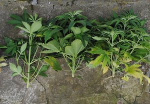 Diler wpadł z marihuaną i plantacją konopi