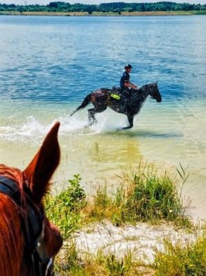 Zdjęcie w lewym narożniku przedstawia fragment głowy konia, natomiast na drugim planie widoczny jest policjant jadący na koniu przy brzegu zbiornika wodnego.