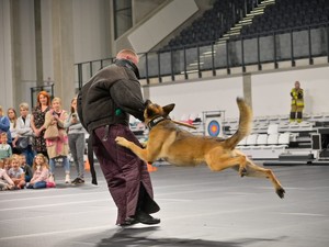 Pies policyjny atakuje pozoranta podczas pokazu na hali.