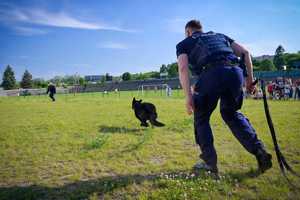Na zdjęciu policyjny pies zmierza do pozoranta podczas pokazu psów policyjnych.