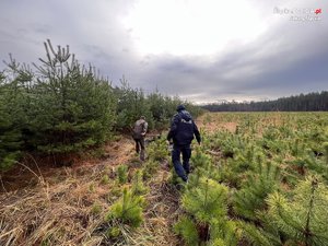 Na zdjęciu policjant z innym mężczyzną spacerują obok choinek.