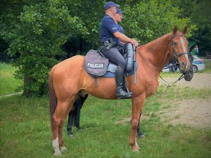 Na zdjęciu policjanci na koniach służbowych.