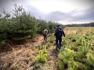 Na zdjęciu strażnik leśny i policjant idą przy choinkach.
